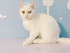 -喵的天空名猫咖啡馆·撸猫·猫舍·用品