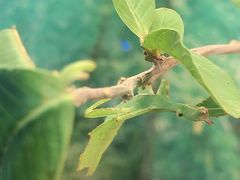 -上海大自然野生昆虫馆