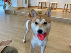 -南京Hallo宠物乐园·哈罗犬舍·柴犬繁育基地