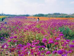 -映月湖中央公园