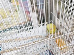 -曲阳花鸟市场(曲阳路店)