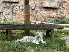 -清迈夜间动物园