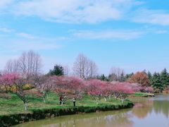 -上海海湾国家森林公园