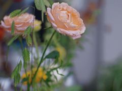 -COTTON CAFE(德信·中外公寓店)