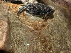 -大连圣亚海洋世界