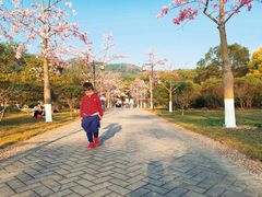 -大屏嶂森林公园