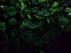 -龙头寺公园