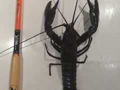 -虾胡闹龙虾馆(湄南河店)
