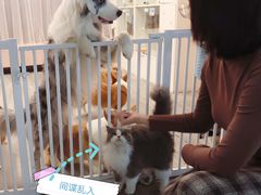 -浣熊柯尔鸭土拨鼠·电玩咖