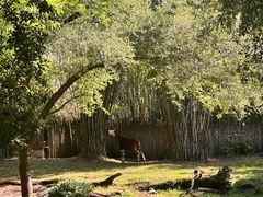 -奥兰多迪士尼动物王国乐园