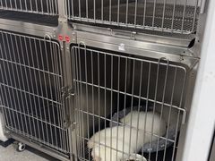 -四月宠物医院·猫专科·心脏专科·内科(转塘店)