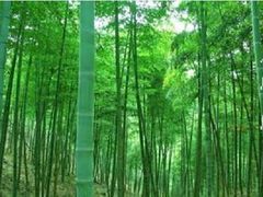 -仙山谷激浪漂流