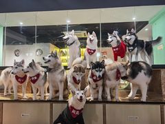 -Husky Go! 哈士奇体验馆·宠物咖啡厅狗咖