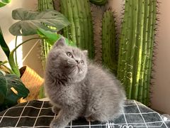 -喵zoo家庭繁育猫舍(尖东智能花园店)