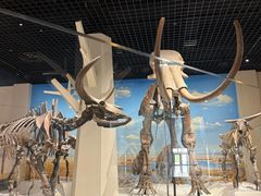 -国家自然博物馆