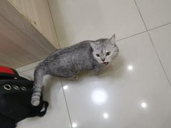 -瑞派康怡24h宠物医院·犬猫医疗中心·微创绝育(瑞景分院)