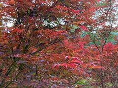 -广州市帽峰山景区
