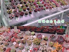 -KKV(天津津南吾悦广场店)