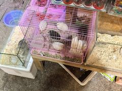 -双季花艺园艺市场(浦东店)