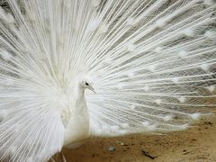 -森林公园(尖草坪区)