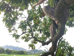 -长洲岛