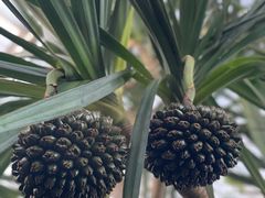 -北京植物园-展览温室