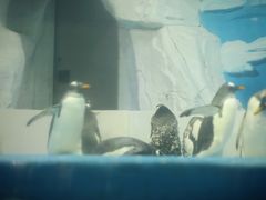-泉城欧乐堡海洋极地世界