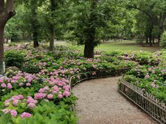 -上海共青森林公园