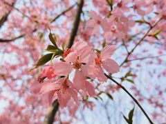 -绵阳盛世樱花悠乐谷