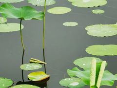 -莲花池公园