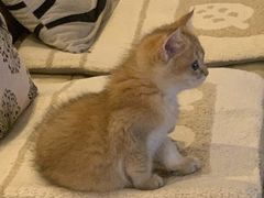 -飞行喵MR PILOT|猫舍·猫咖(静安大融城店)