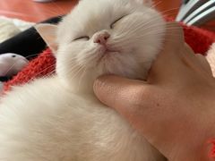 -东方名猫馆·英短金渐层布偶猫舍(环线广场1号楼店)