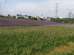 -紫颐香薰山谷景区