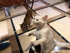 -猫色咖啡·猫咖