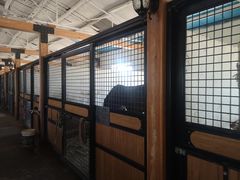 -北京群众马术培训基地