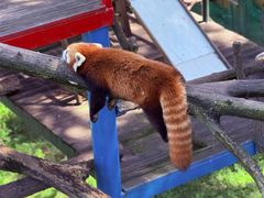 -西霞口神雕山野生动物世界