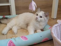 -滚猫咖啡·猫咖·猫友好撸猫(未来城店)