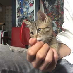 -游刃刺青TATTOO纹身工作室