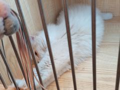 -山宅一喵德文卷毛猫舍