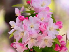 -海棠花溪(元大都城垣遗址公园)