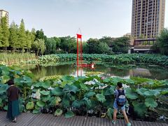 -陈家山荷花公园