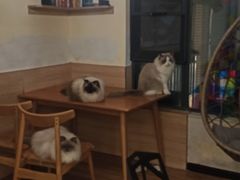 -滚猫咖啡·猫咖·猫友好撸猫(未来城店)