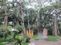 -瑞丽独树成林风景区