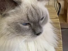 -豆逗聊愈猫阁Easy Life