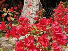 -荣德灶台鱼(圣泉寺店)