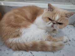 -喵园·猫主题咖啡厅·撸猫·猫咖(国贸店)