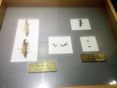 -上海昆虫博物馆