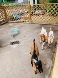 -萌宠亲子动物乐园(槐房万达店)