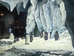 -帝企鹅自助餐厅•儿童岛•真企鹅(长隆企鹅酒店)