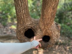 -上海佘山国家森林公园天马山园